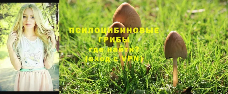 Галлюциногенные грибы Psilocybe  мориарти официальный сайт  Ипатово 